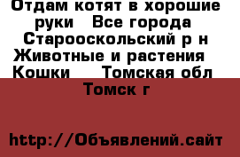 Отдам котят в хорошие руки - Все города, Старооскольский р-н Животные и растения » Кошки   . Томская обл.,Томск г.